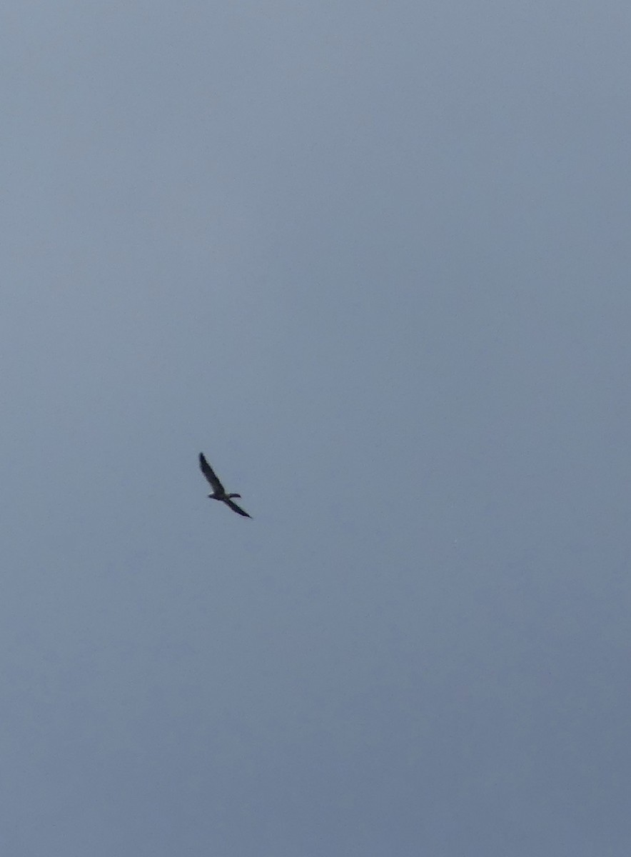 Swainson's Hawk - ML607719561