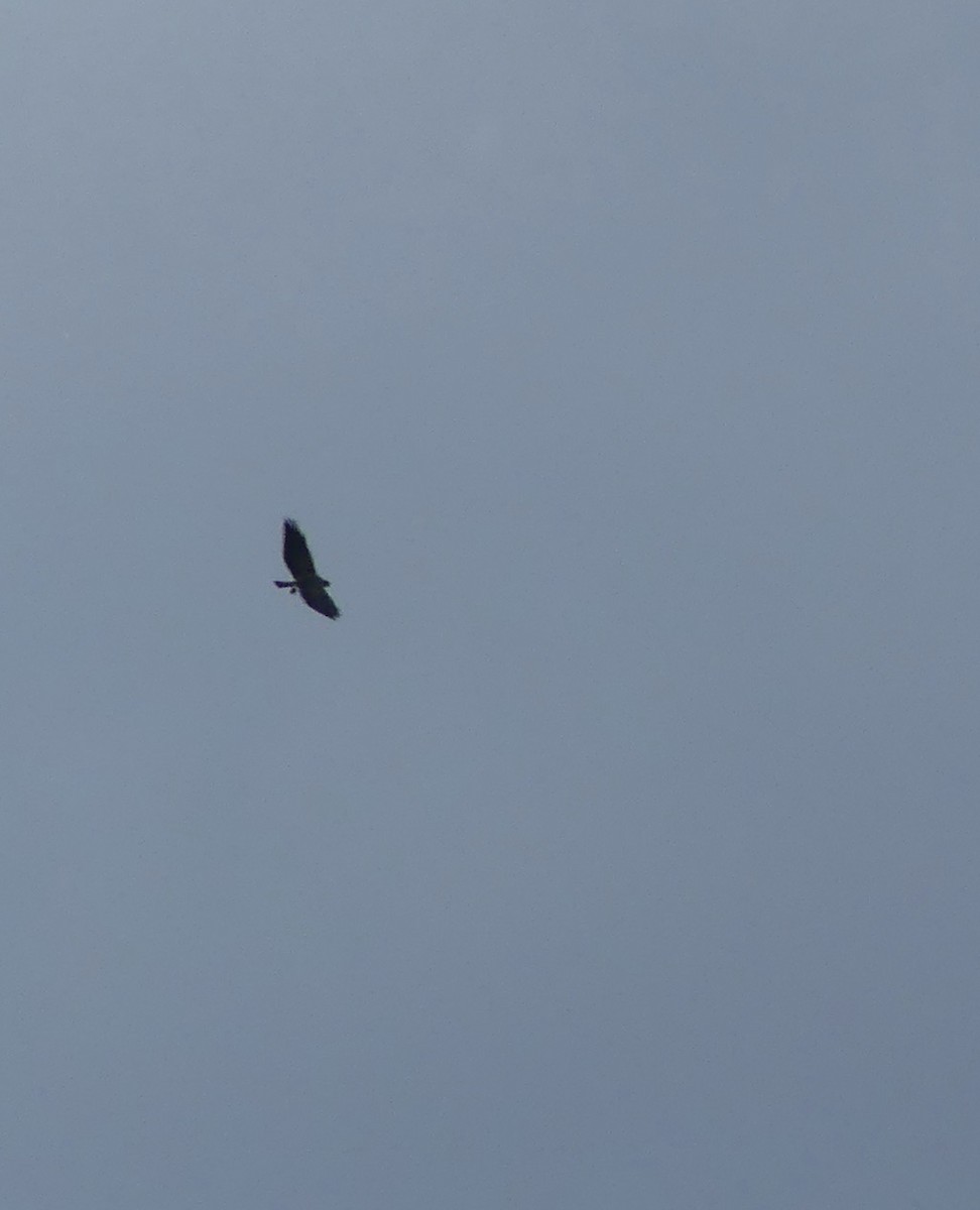 Swainson's Hawk - ML607719601