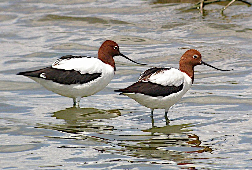 Red-necked Avocet - Peter Woodall