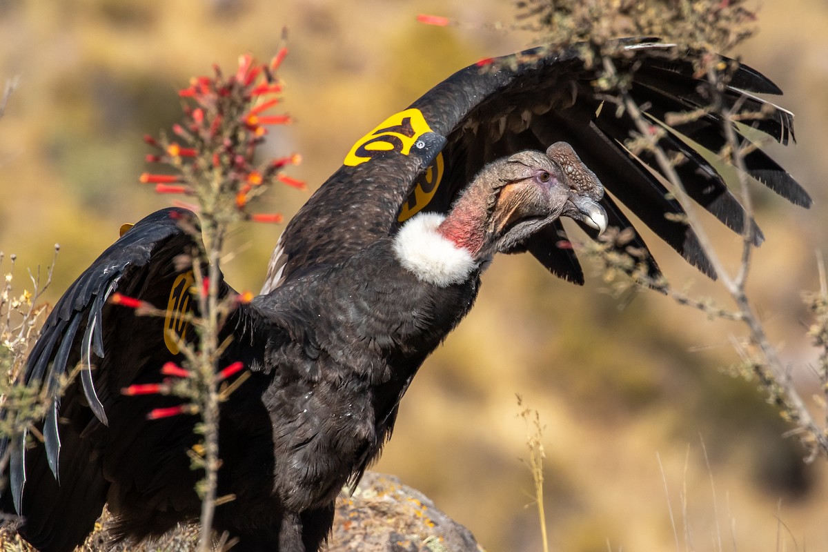 Andean Condor - Víctor Gamarra-Toledo (MUSA)