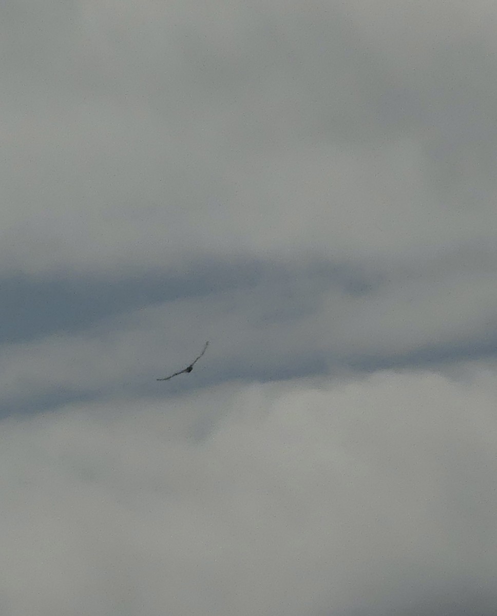 Swainson's Hawk - ML607719861