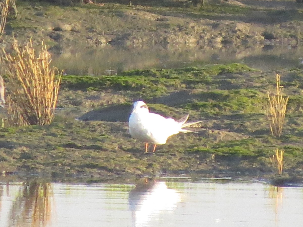 tern sp. - F Alvarez