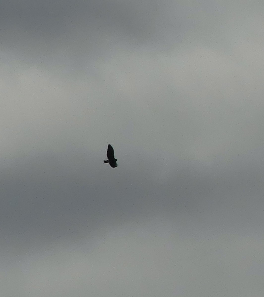 Swainson's Hawk - ML607720011