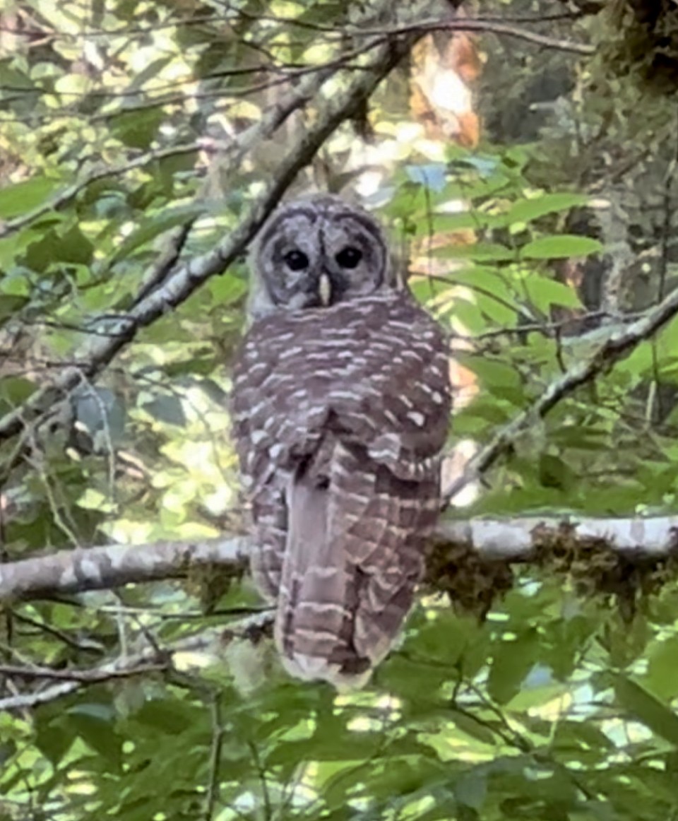 Barred Owl - ML607720251