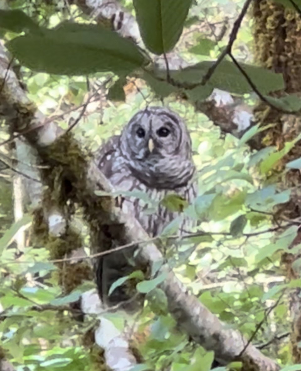 Barred Owl - ML607720301