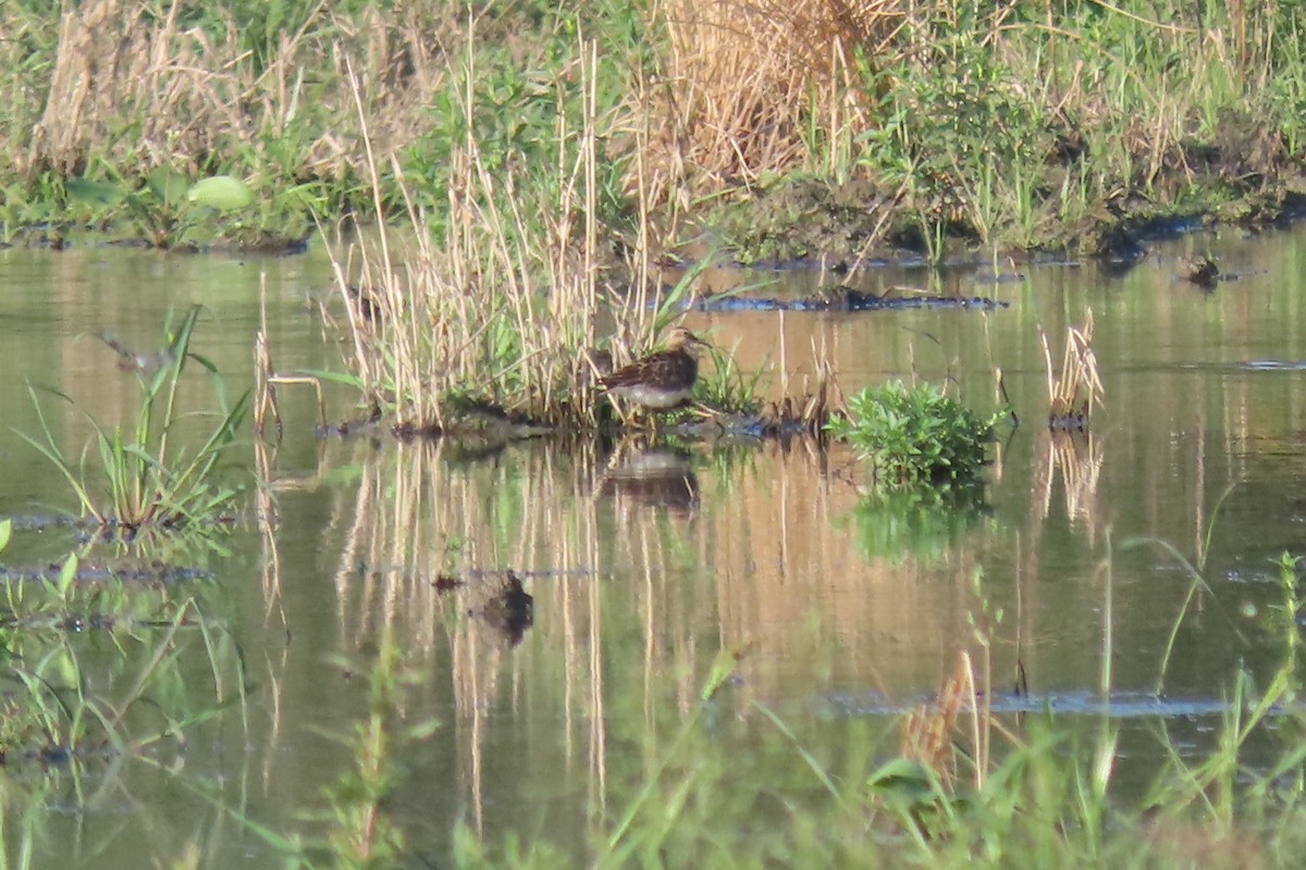 Pectoral Sandpiper - ML607720591