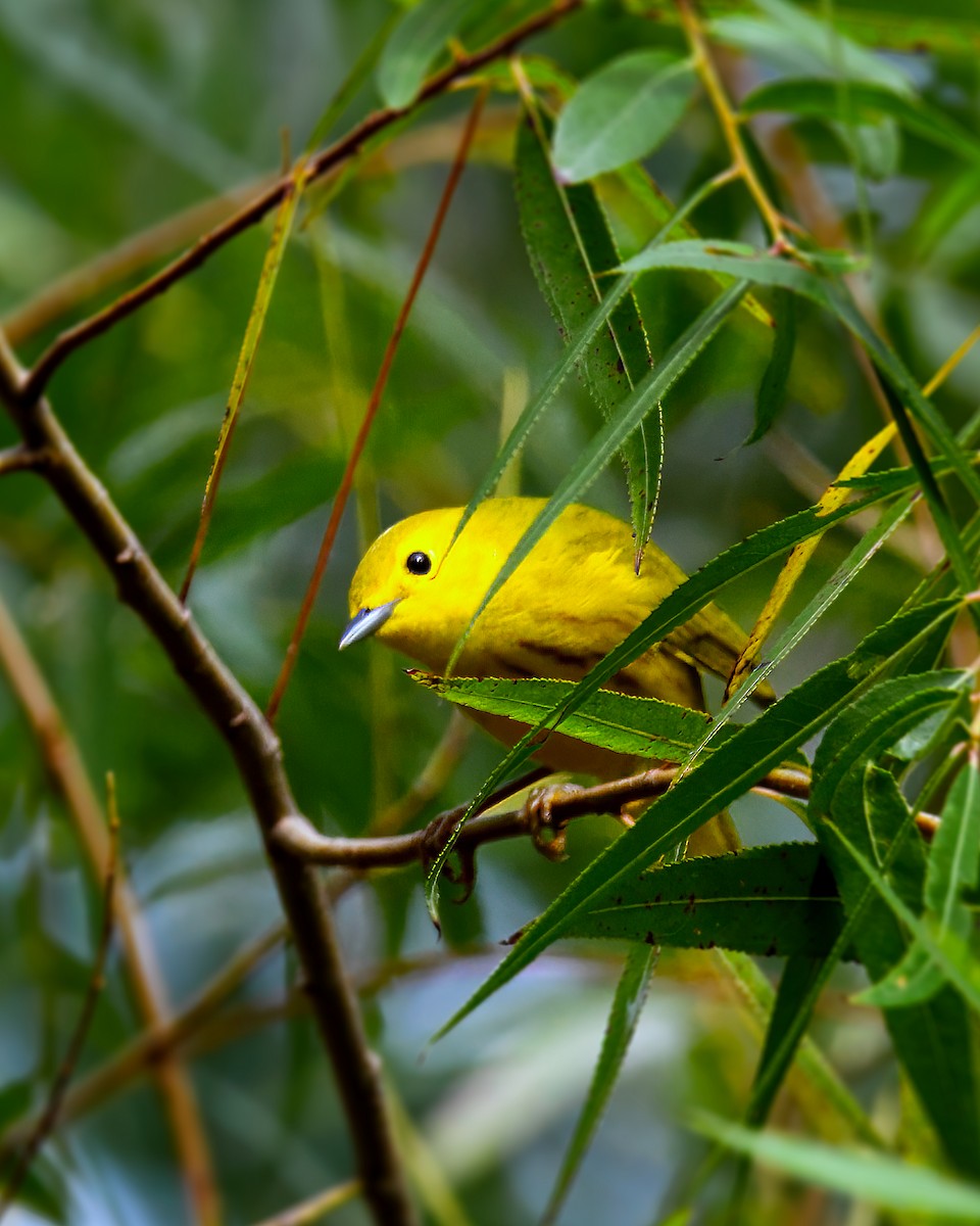 Yellow Warbler - ML607720661