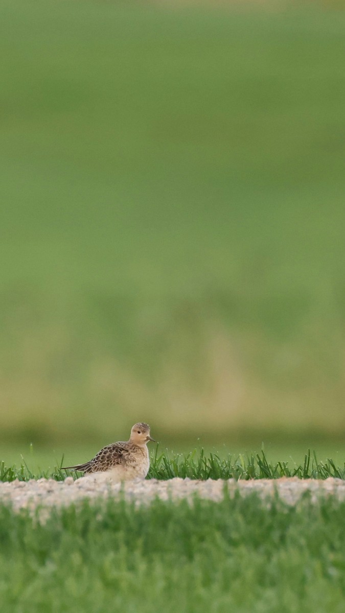 Buff-breasted Sandpiper - ML607720801