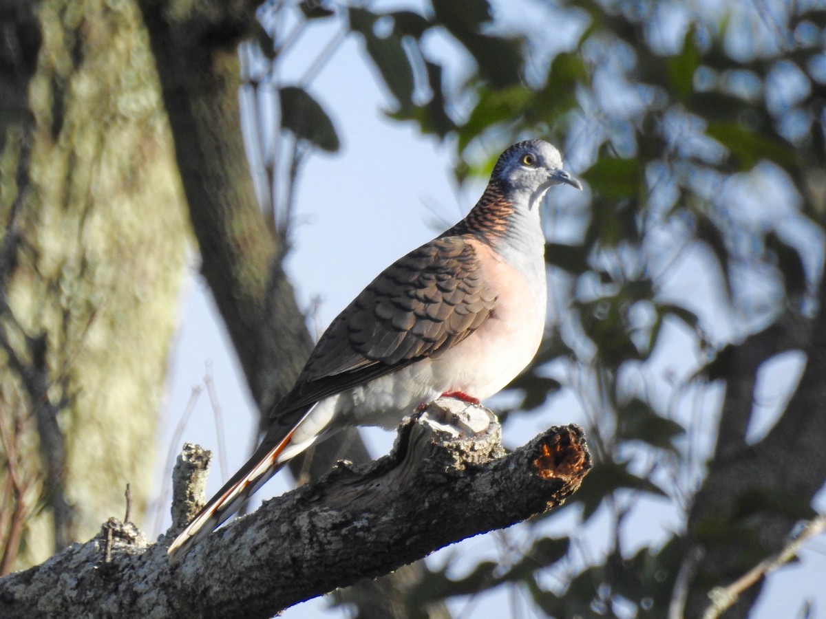 Bar-shouldered Dove - ML60772081