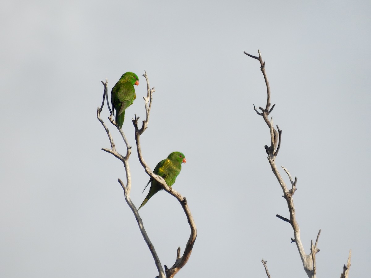 Scaly-breasted Lorikeet - ML60772111