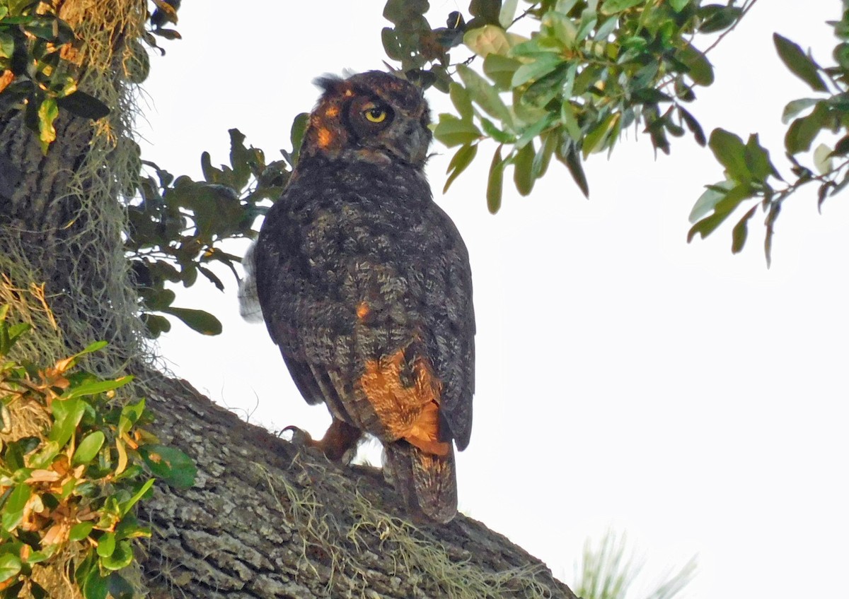 Great Horned Owl - ML607721861