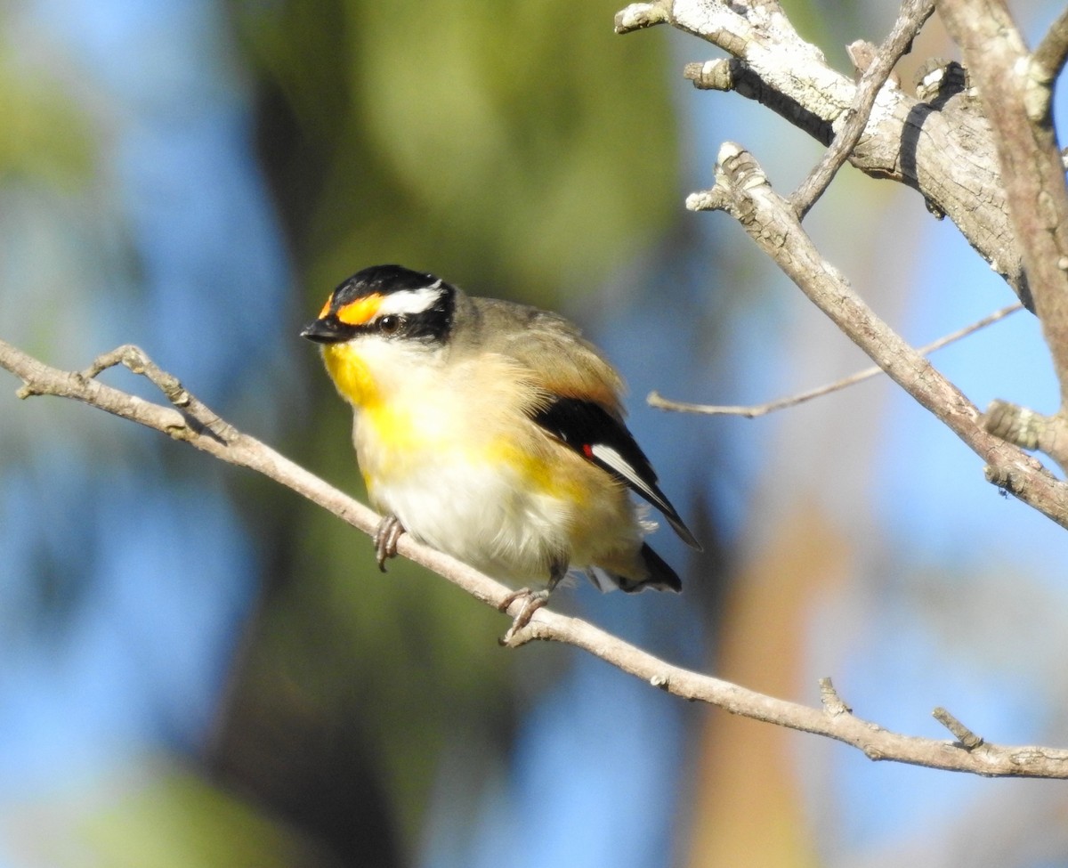 Striated Pardalote - Michael Daley