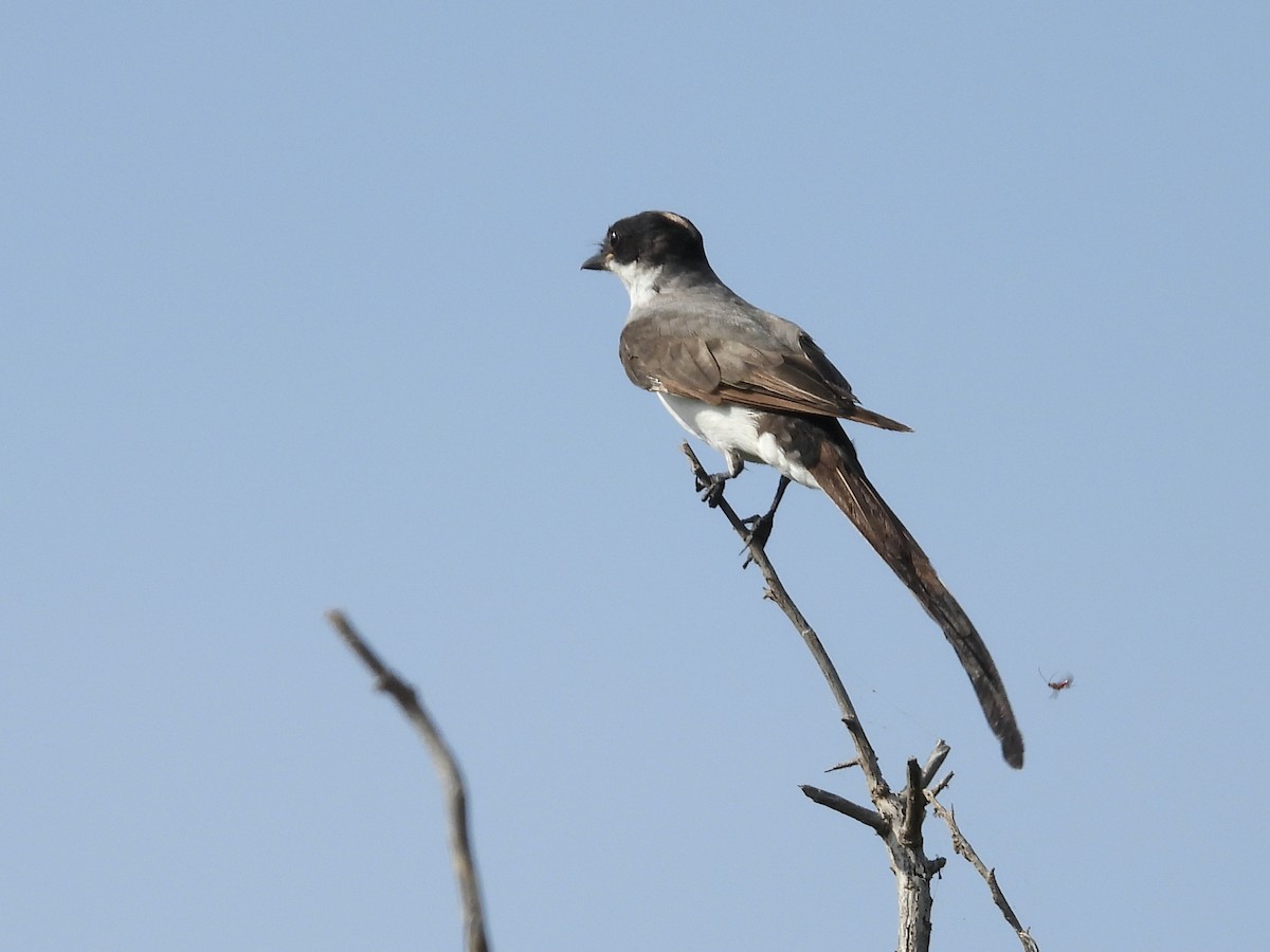 Fork-tailed Flycatcher - ML607722011