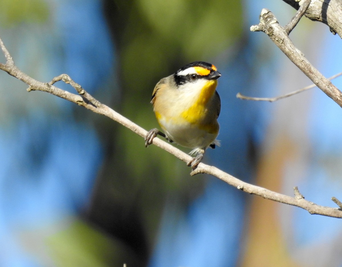 Striated Pardalote - Michael Daley