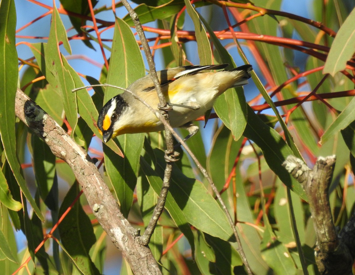 Streifenpanthervogel - ML60772241