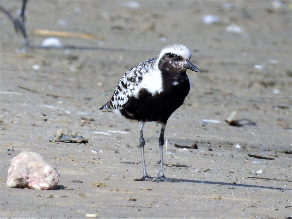 Black-bellied Plover - Robert Neill