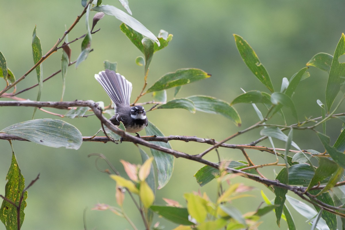 Gray Fantail - ML60772341