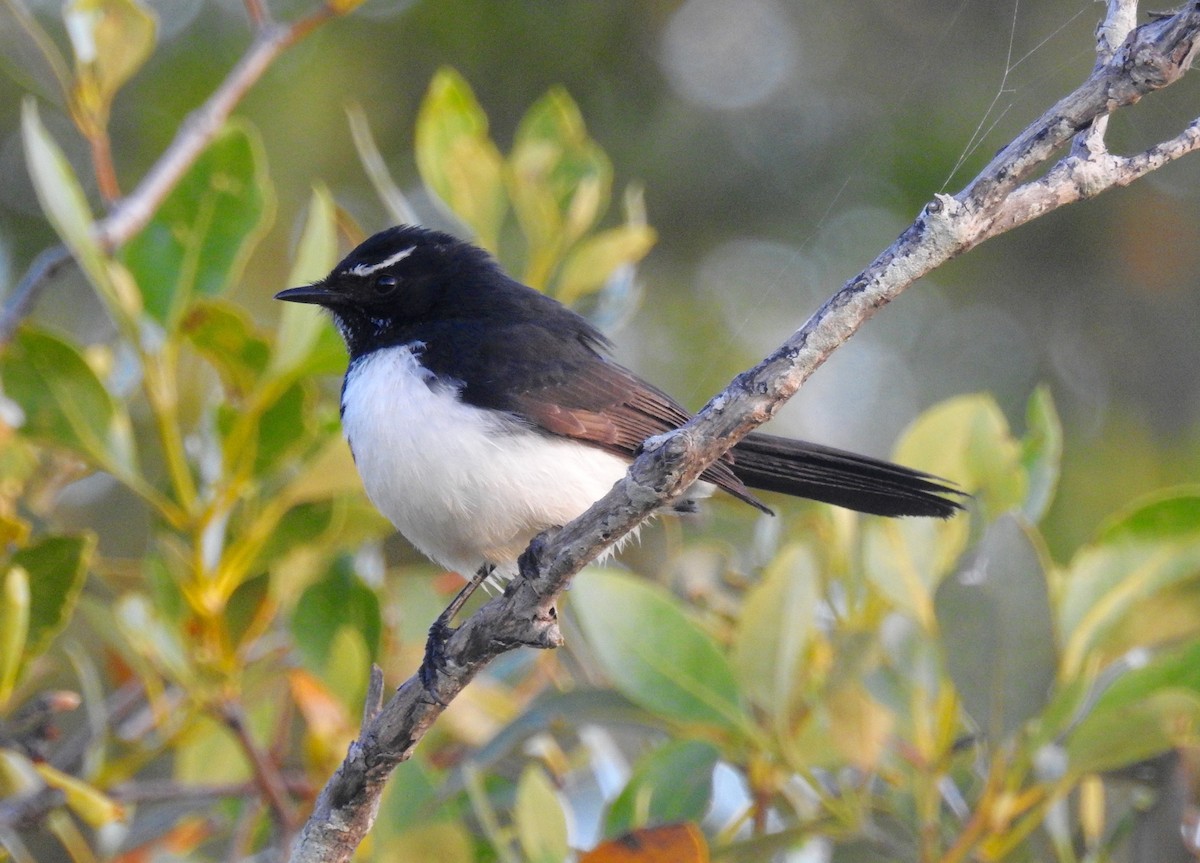 Willie-wagtail - ML60772361