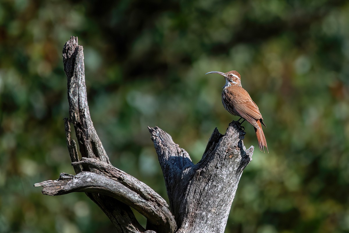 Scimitar-billed Woodcreeper - ML607723811