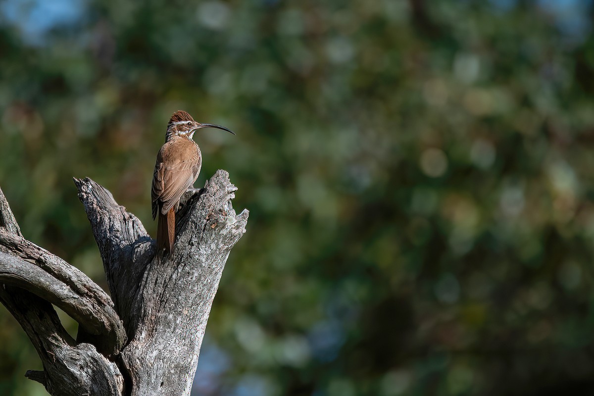 Scimitar-billed Woodcreeper - ML607723841