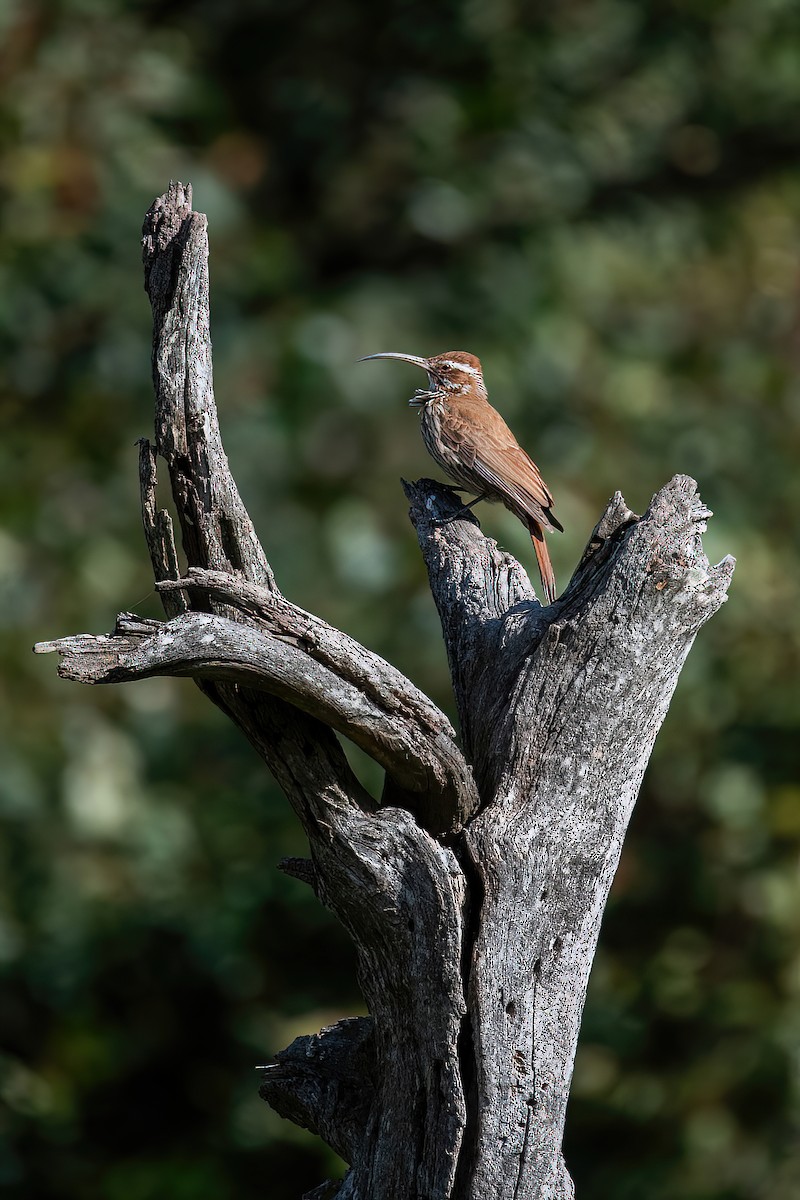 Scimitar-billed Woodcreeper - ML607723851