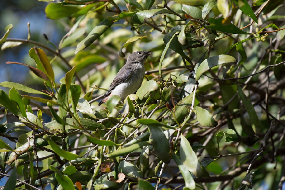 Mistletoebird - ML60772391