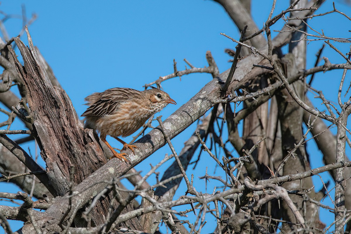 Lark-like Brushrunner - ML607723931