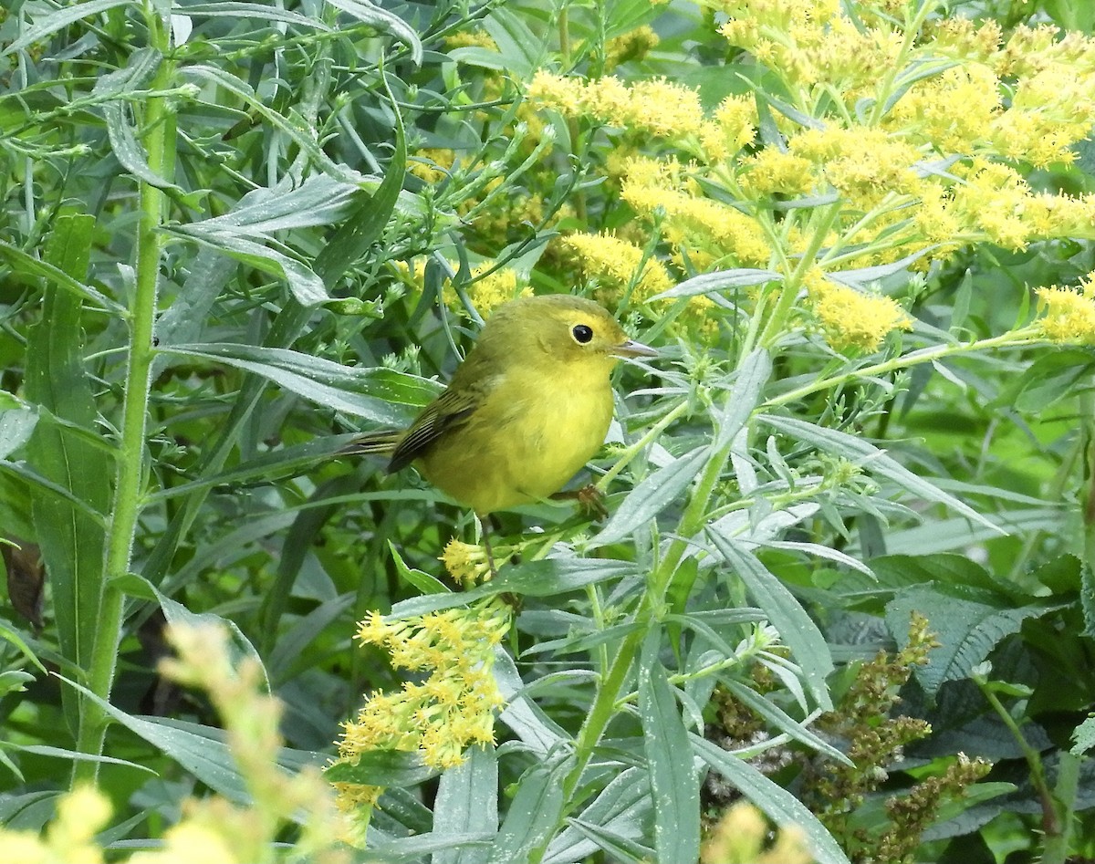 Wilson's Warbler - ML607724171