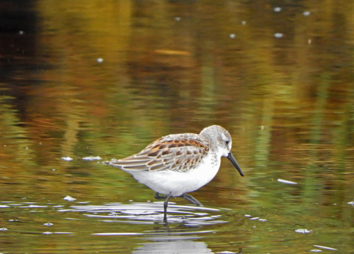 Western Sandpiper - ML607724391