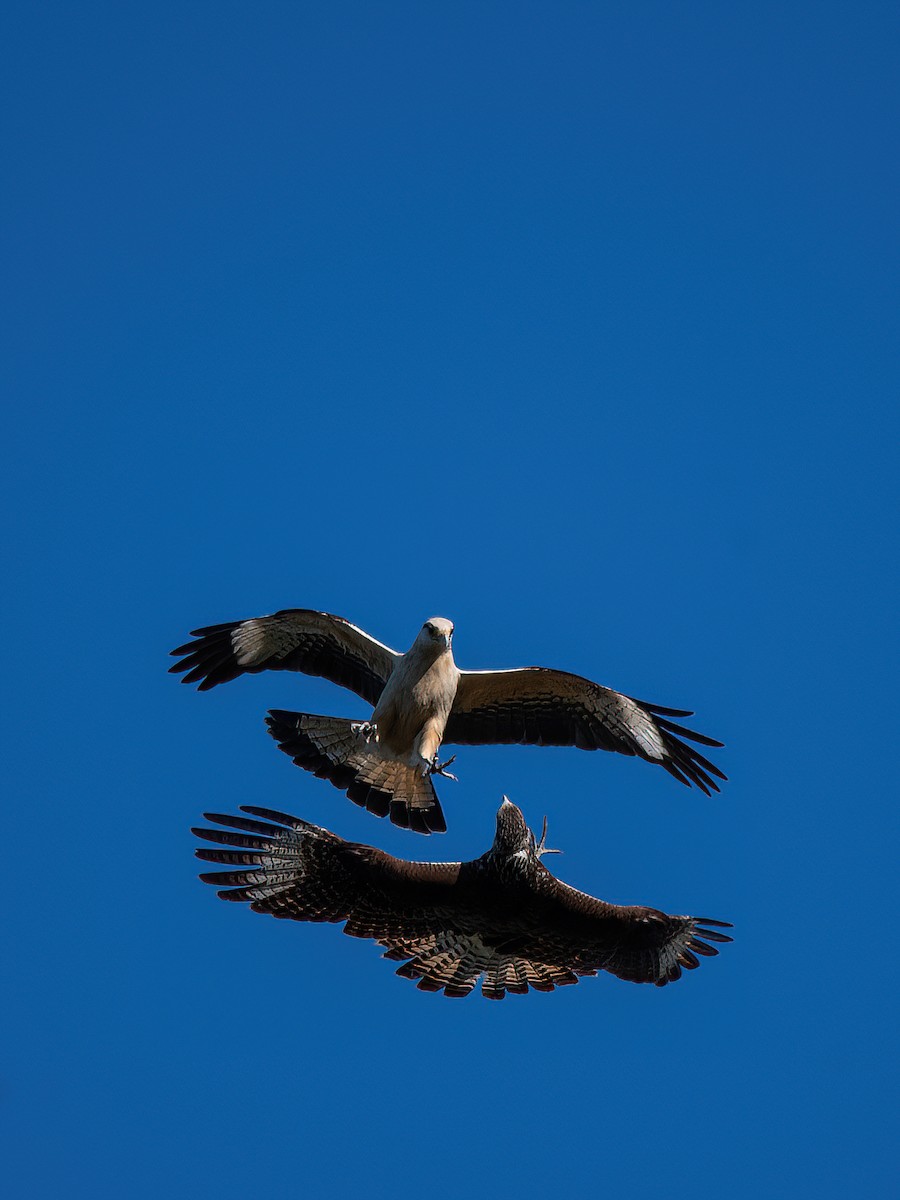 Yellow-headed Caracara - ML607724461