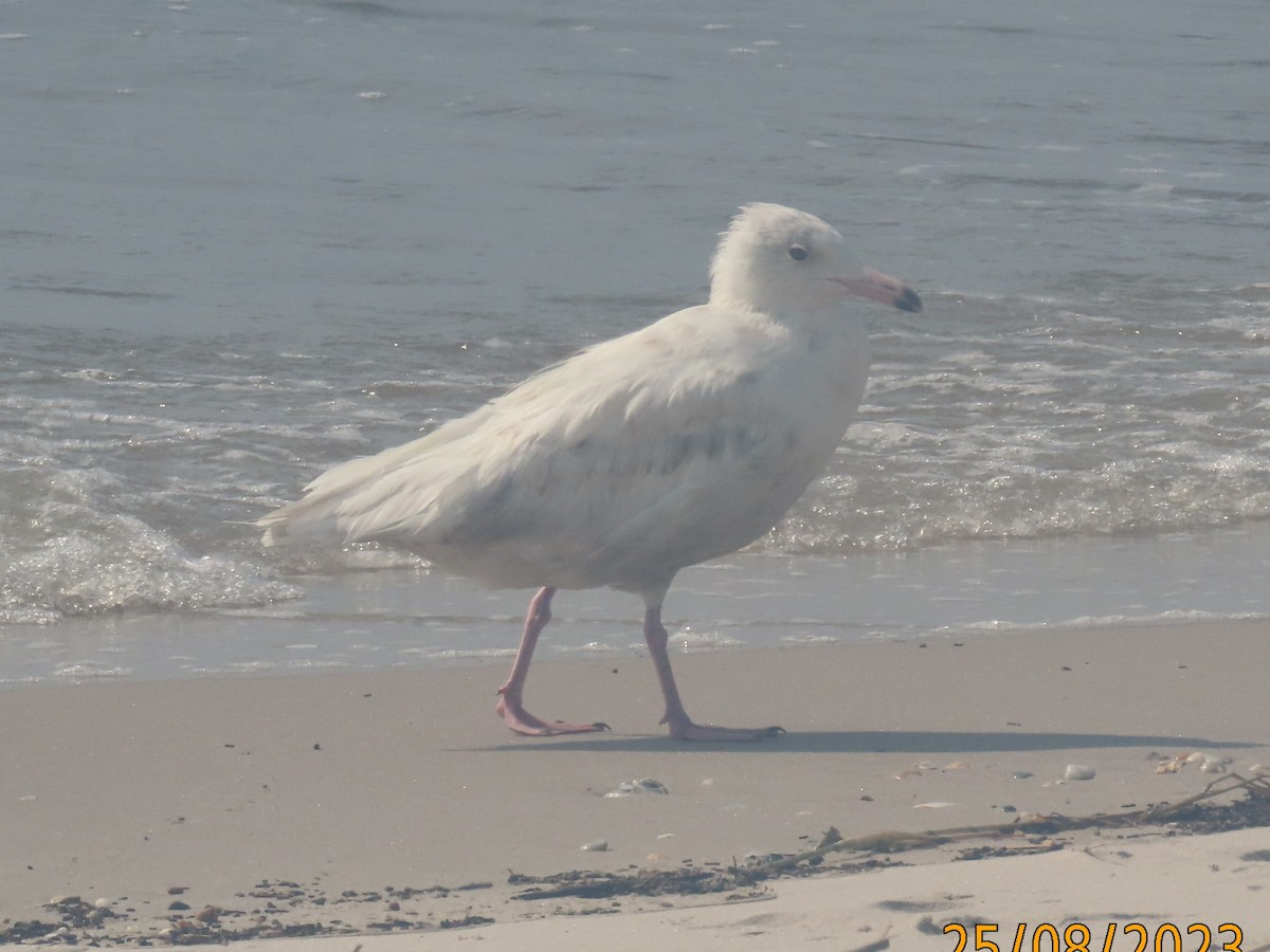 Glaucous Gull - ML607724791