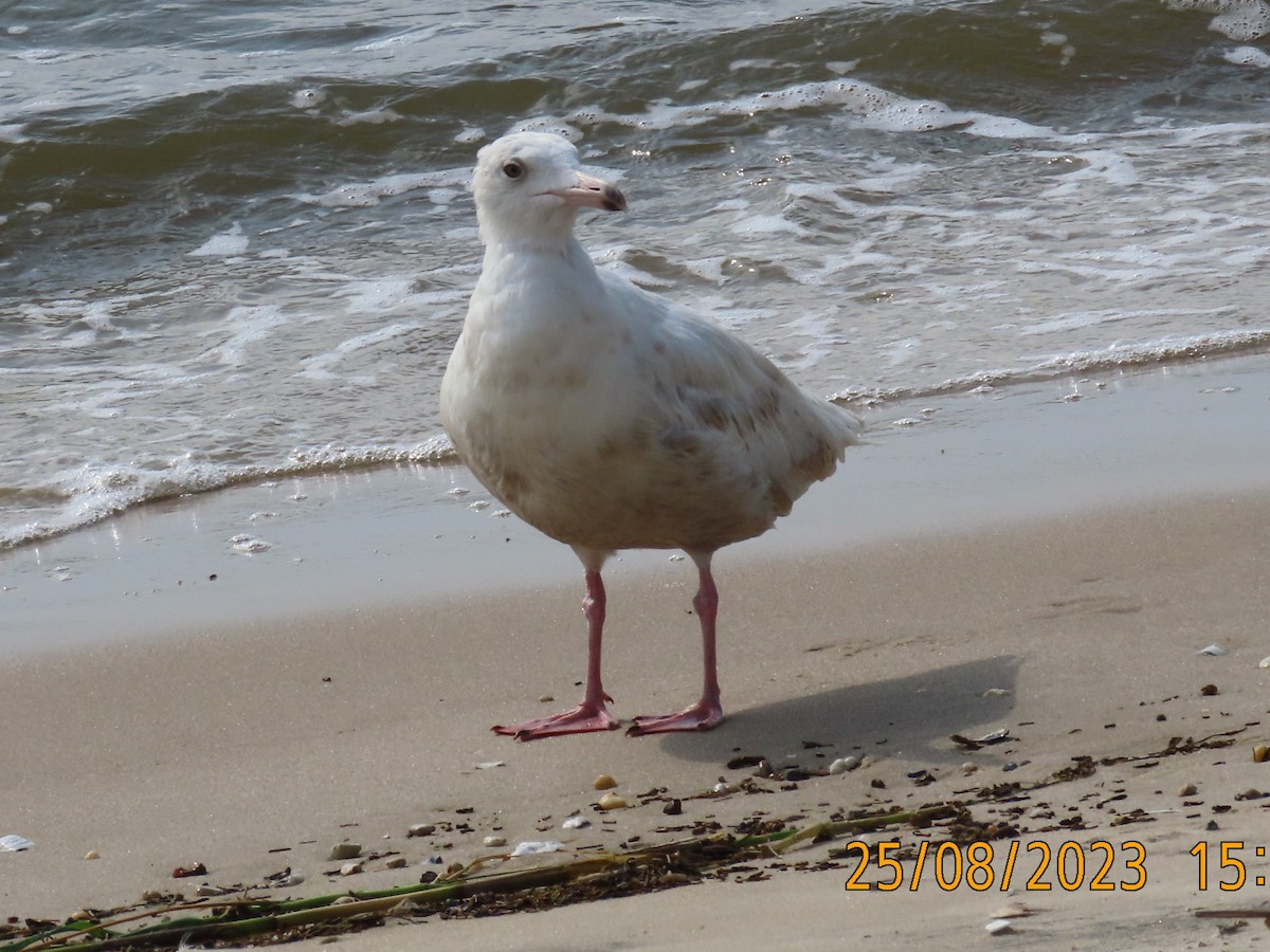 Glaucous Gull - ML607724801