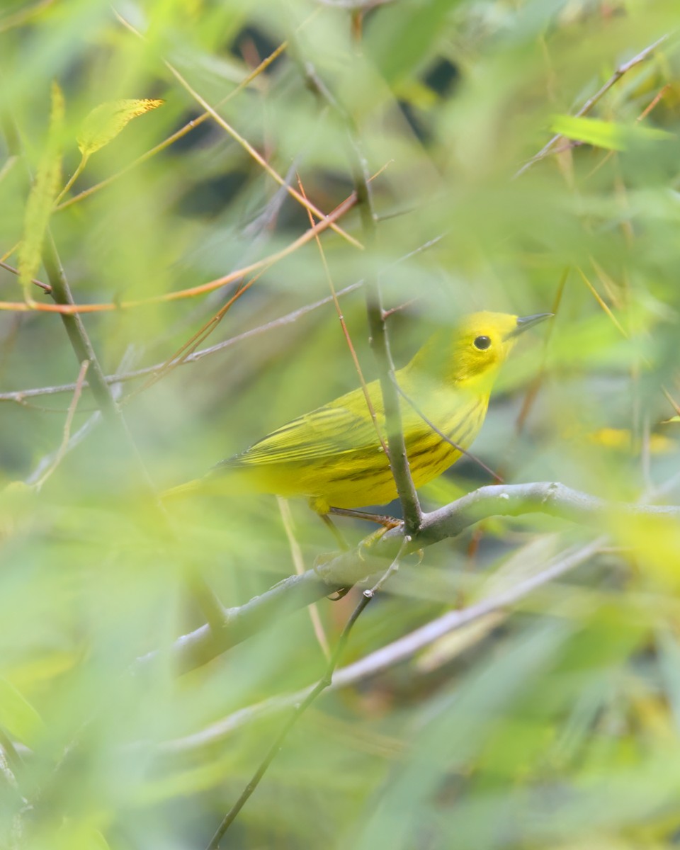 Yellow Warbler - ML607724891