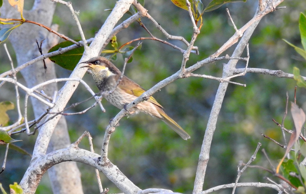 Mangrove Honeyeater - ML60772551