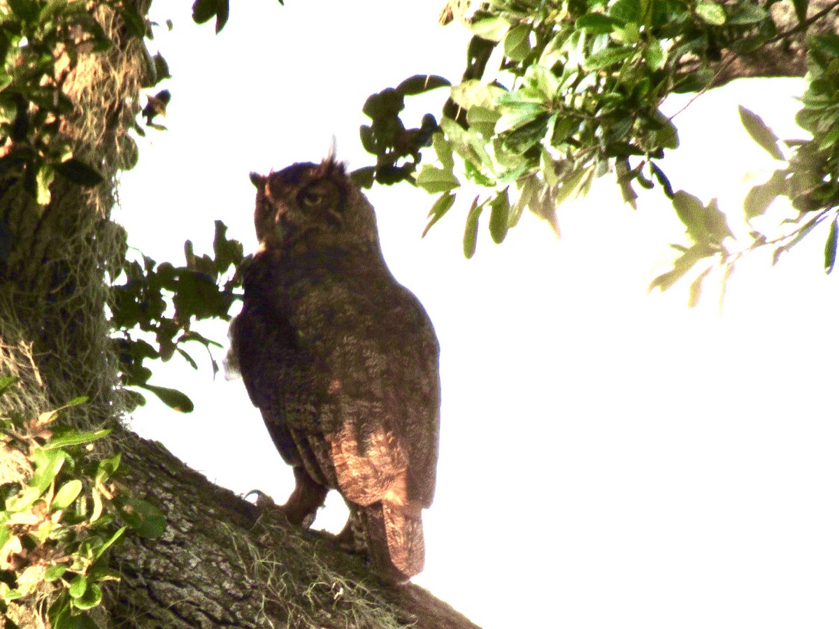 Great Horned Owl - ML607725831