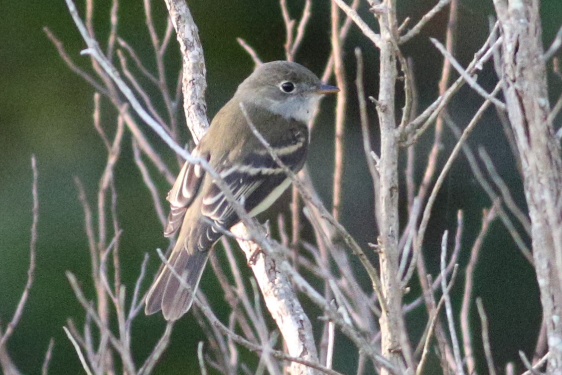 Alder Flycatcher - ML607726451