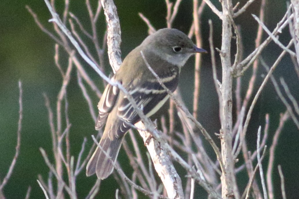 Alder Flycatcher - ML607726461