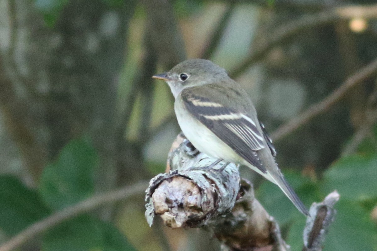 Alder Flycatcher - ML607726491