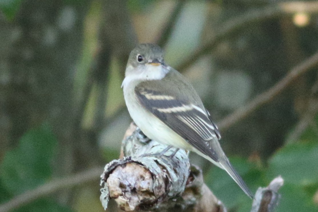 Alder Flycatcher - ML607726501