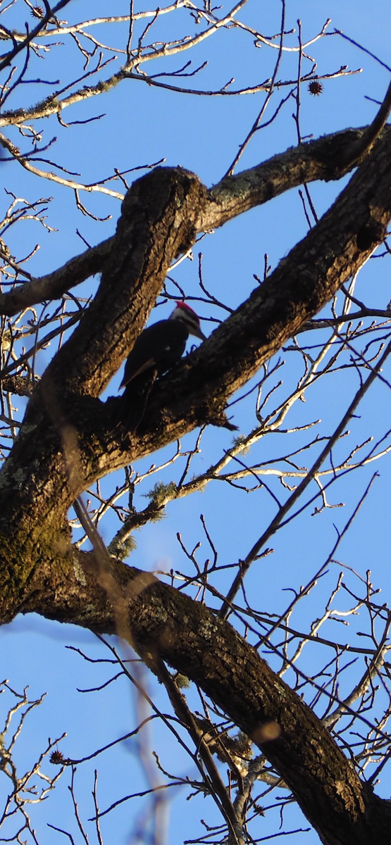Pileated Woodpecker - ML607727281