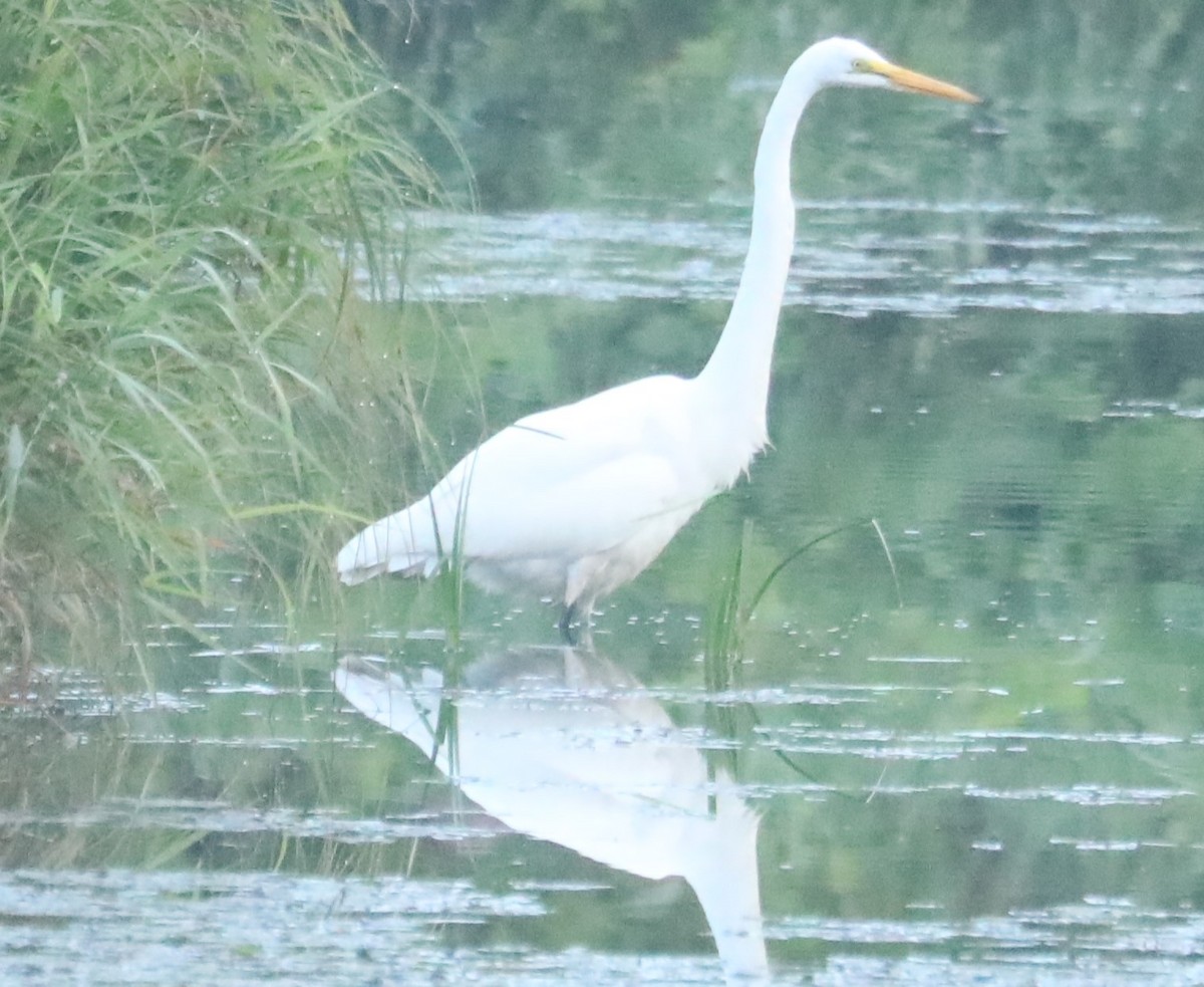 Great Egret - ML607727711