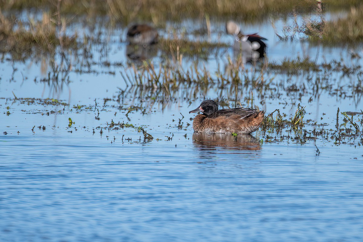 Black-headed Duck - Raphael Kurz -  Aves do Sul