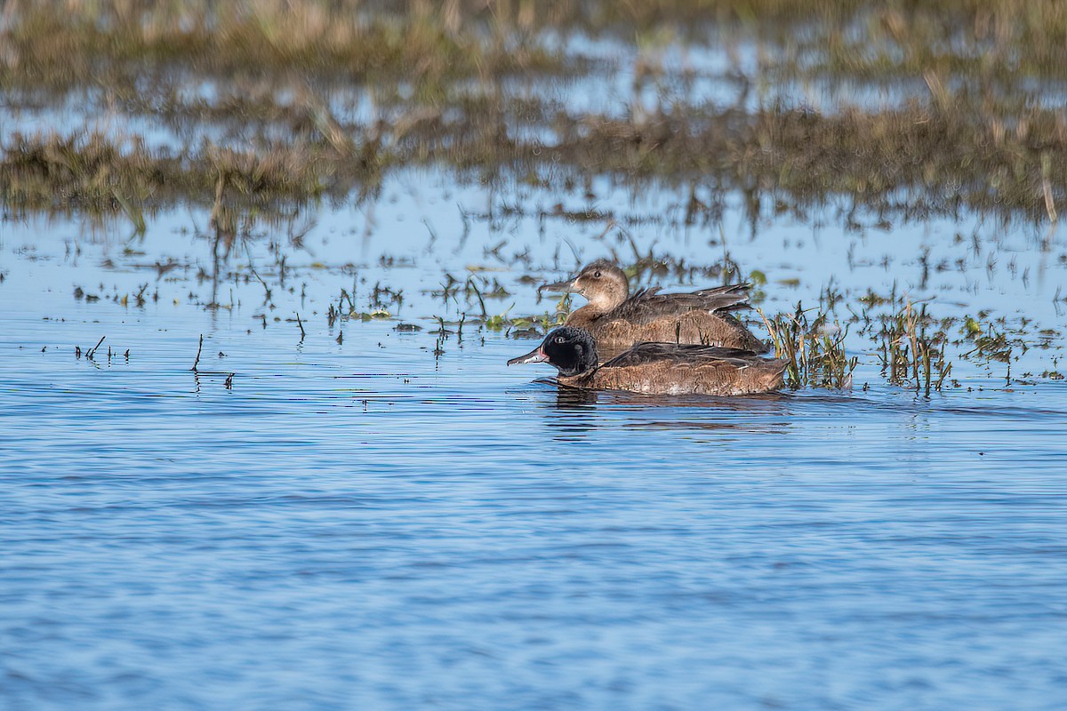 Black-headed Duck - Raphael Kurz -  Aves do Sul