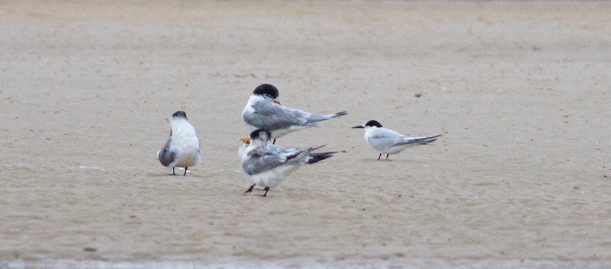White-fronted Tern - ML60773001