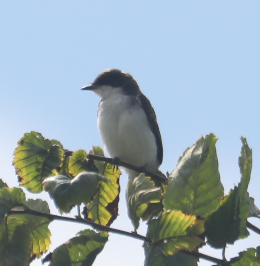 Eastern Kingbird - ML607730141