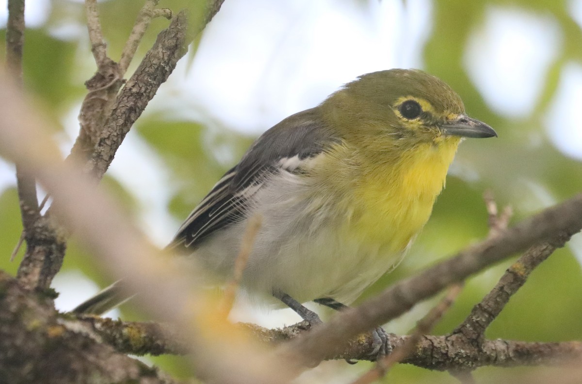 Yellow-throated Vireo - ML607730291