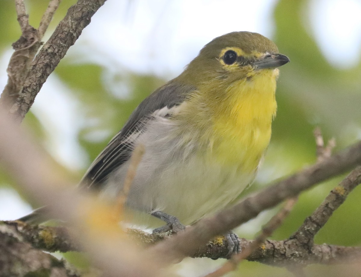 Viréo à gorge jaune - ML607730301