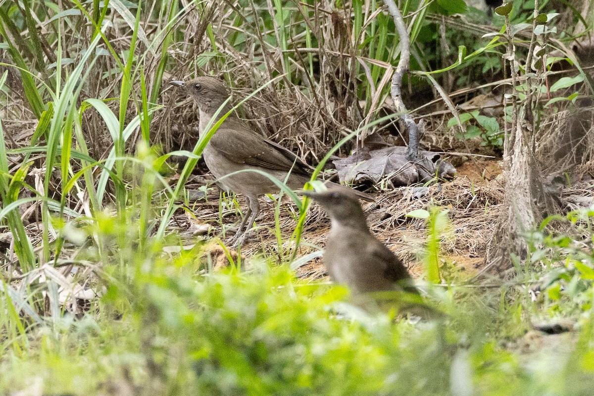 Black-billed Thrush - ML607730871