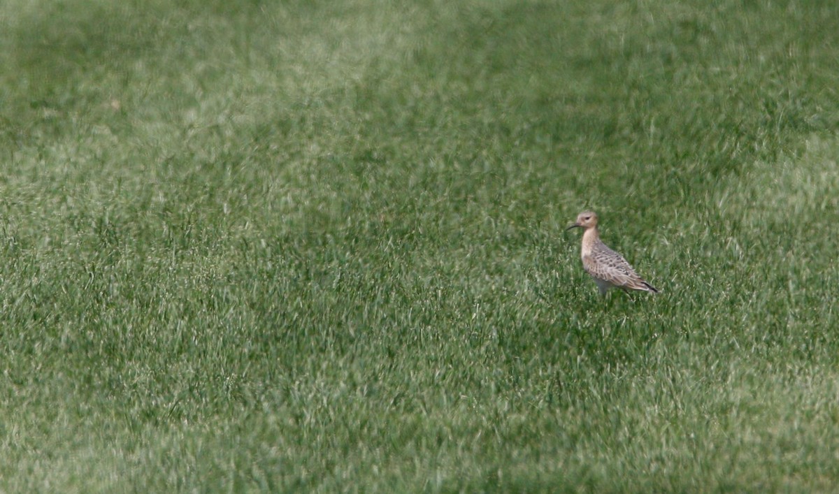 Buff-breasted Sandpiper - Justin Bush