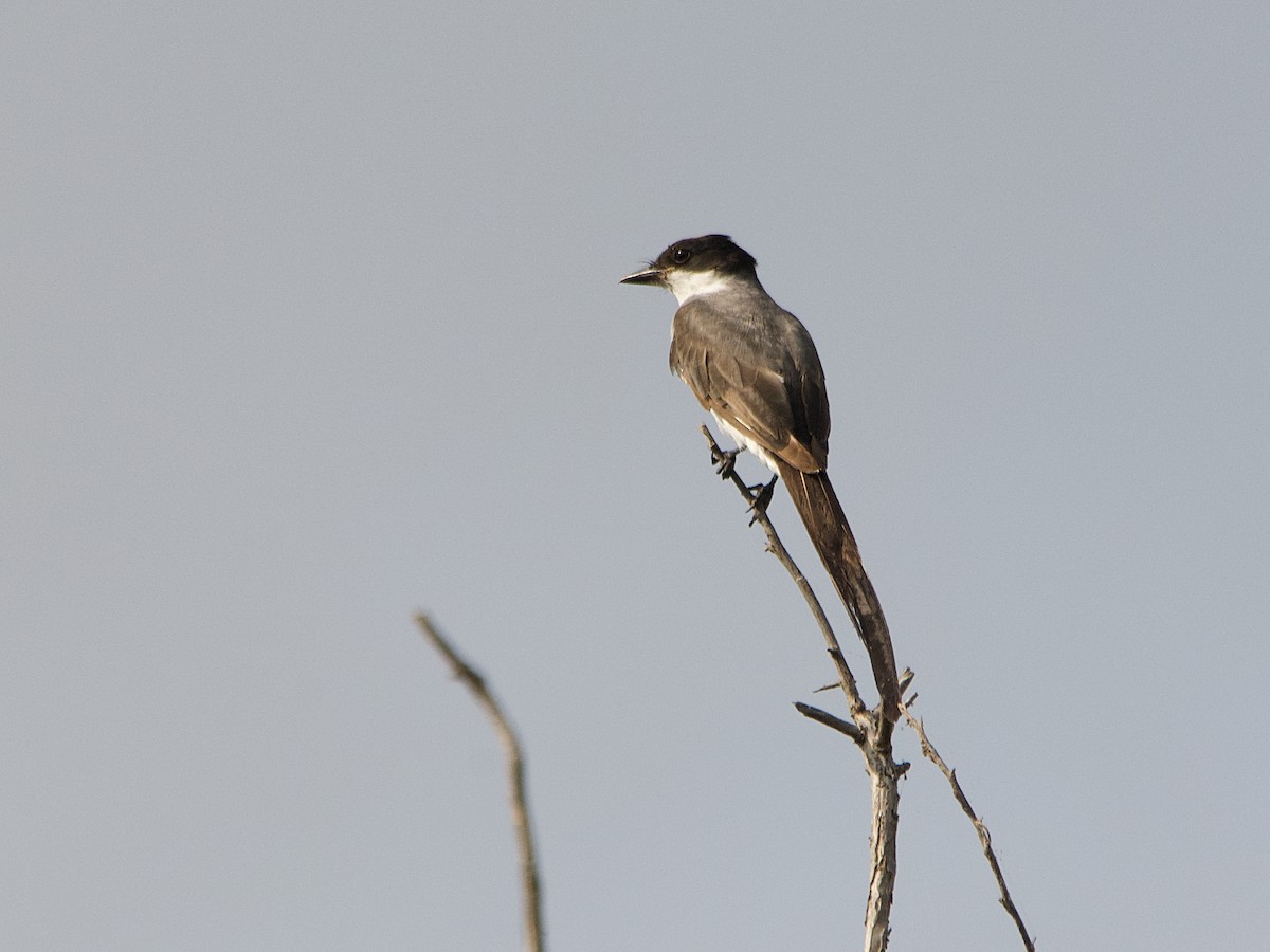 Fork-tailed Flycatcher - ML607731201